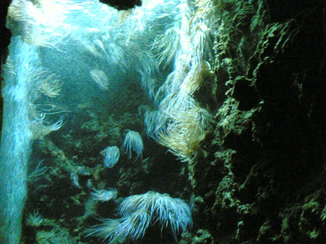 Akvarij na Rodous(2006) - foto povečava