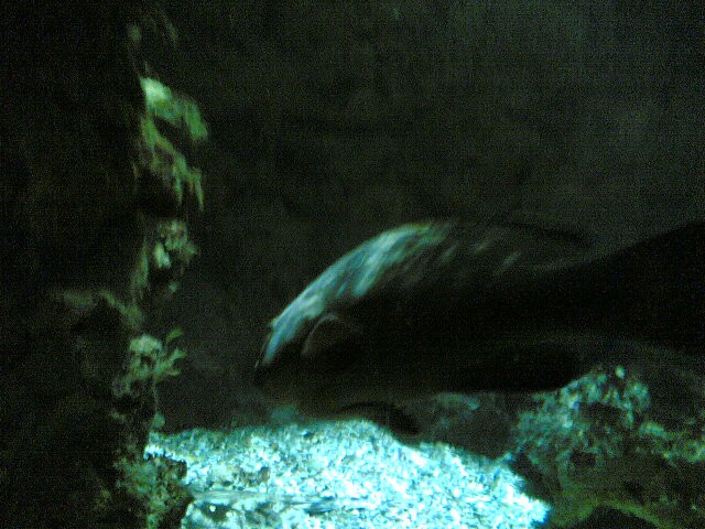Akvarij na Rodous(2006) - foto