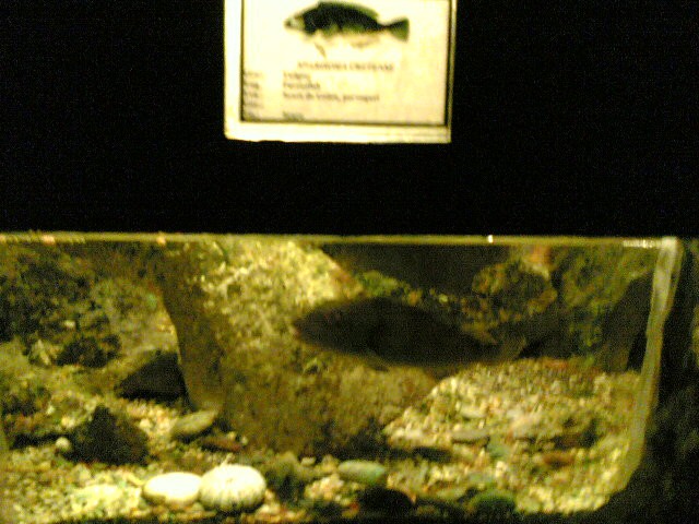 Akvarij na Rodous(2006) - foto