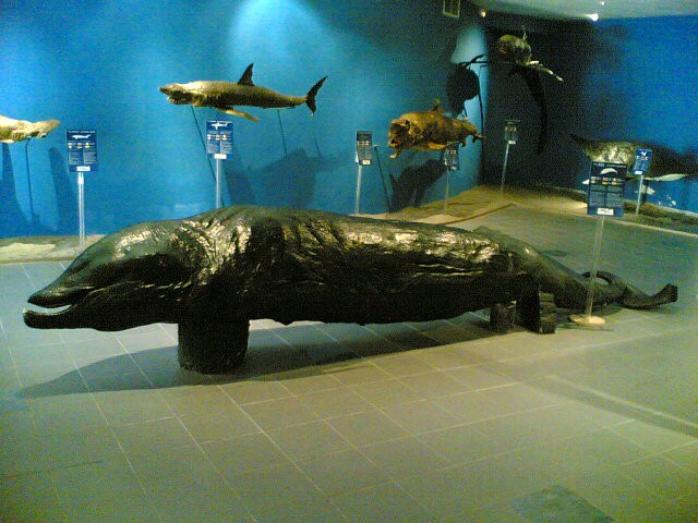 Kit, ki ga je naplavilo na obale Rodosa v 70. letih prejšnjega stoletja. Na spodnji čeljus