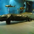 Kit, ki ga je naplavilo na obale Rodosa v 70. letih prejšnjega stoletja. Na spodnji čeljus