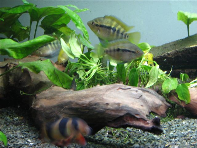 Akvarij 2 - foto povečava
