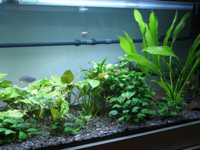 Akvarij 2 - foto