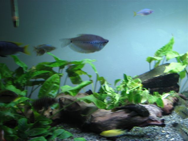 Akvarij 2 - foto povečava
