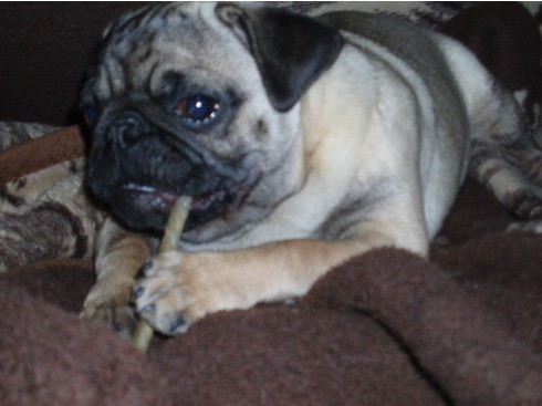 Moj mops charlie - foto povečava