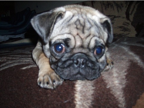 Moj mops charlie - foto