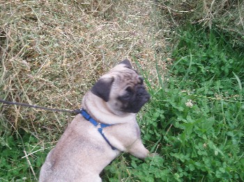 Moj mops charlie - foto povečava
