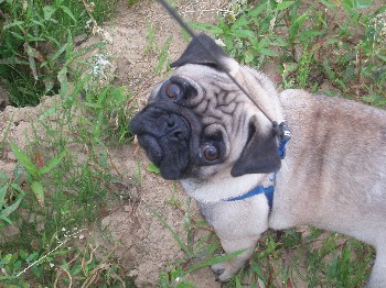 Moj mops charlie - foto