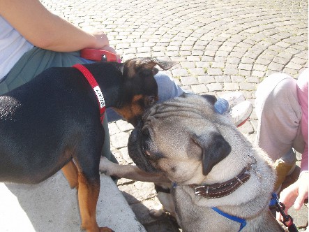 Moj mops charlie - foto povečava