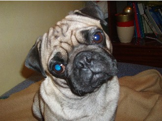 Moj mops charlie - foto