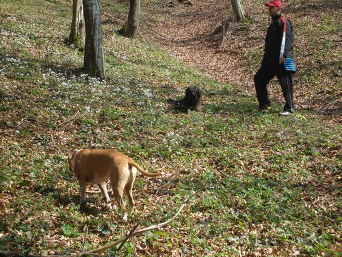 Moji psi - foto povečava