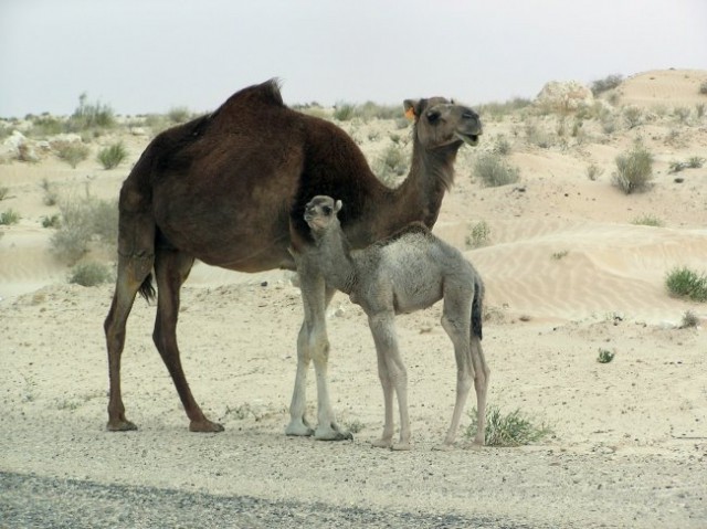 Dromedar-kamela-velblod