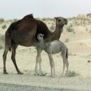 dromedar-kamela-velblod