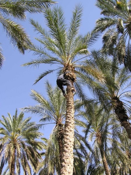 Tozeur - nasad datljevih palm