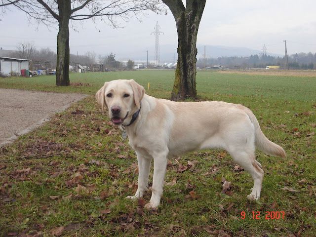 Roxy 2009 - 2012 - foto