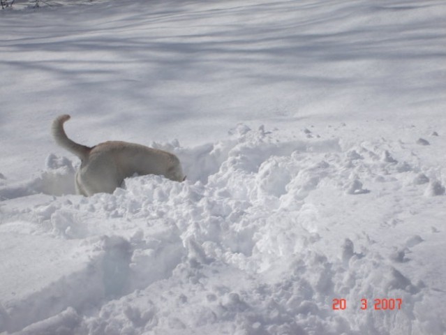 Roxy na snegu 2007 - foto