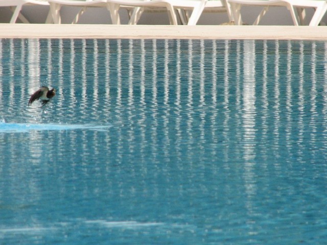 Porec maj 2006 - foto