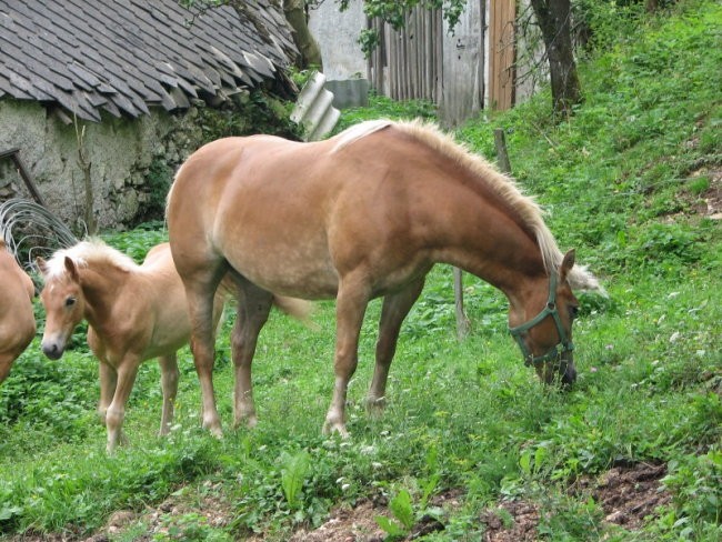 Mala Planina 25.8.2007 - foto povečava