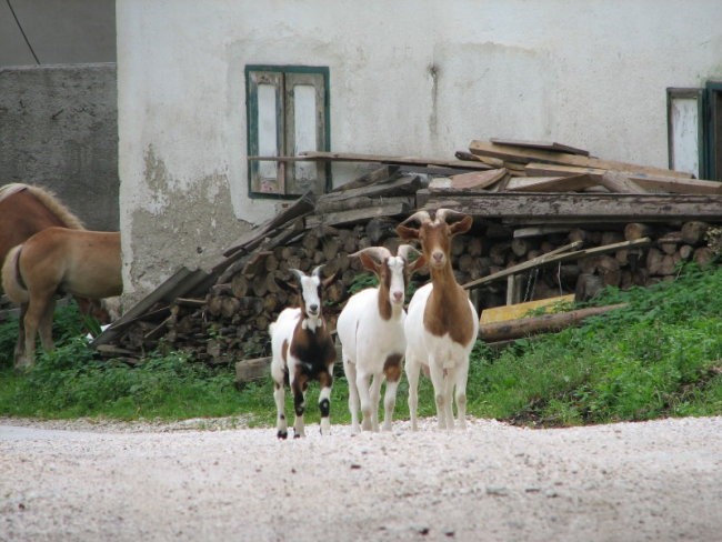 Mala Planina 25.8.2007 - foto povečava