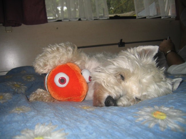 Terry in Nemo pančkata skupaj