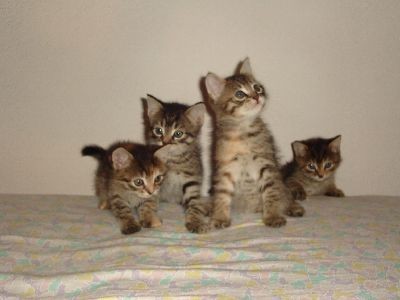 Oddamo 9 tednov stare mačkončke (3 mucke in 1 maček), 041/442-678   ODDANI