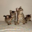 Oddamo 9 tednov stare mačkončke (3 mucke in 1 maček), 041/442-678   ODDANI