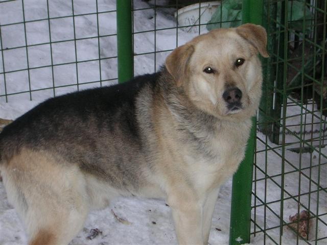 Zaradi bolezni lastnika oddajo mešanca husky-labradorec, starega 4 leta, 031/240-916  ODDA