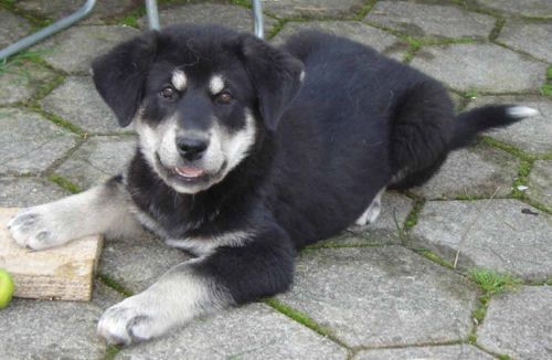 Podarijo mešanko med aljaško malamutko in labradorcem. Stara je dobra 2 meseca, prijazna i