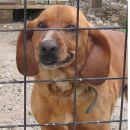 Barny, 10-letni kuža, zaradi selitve lastnikov išče nov dom.  040/611-011  ODDAN