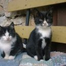 Oddamo tri črno-bele mačje najdenčke, stari so dva meseca, vajeni ljudi. 041/506-494 