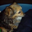 V Smokuču je bila dne 31.12.2006 najdena majhna psička rjavo-črne barve. Kdor jo pogreša, 
