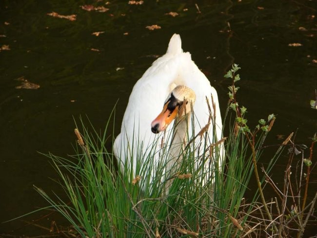 Nature - foto povečava