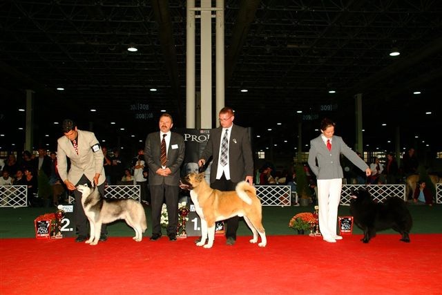 CACIB Budapest-Hungary;

R.BOG;
handler: Gregor Nemanic