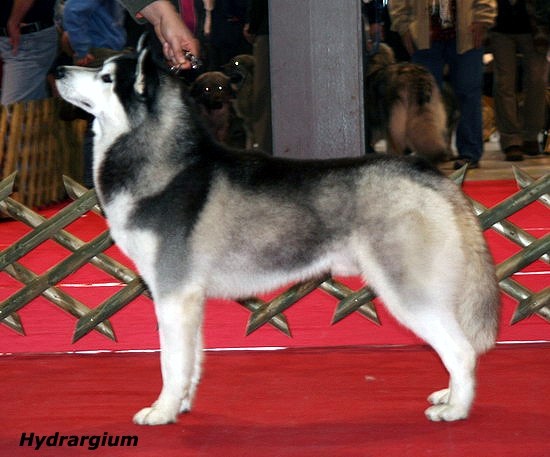 CAC Celje
10.12.2006;

BOB, Winter Winner