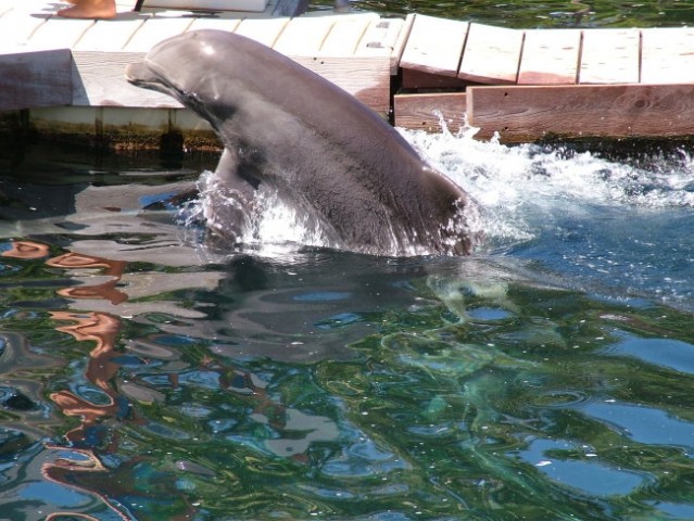 Delfini so tukaj nekaj vsakdanjega