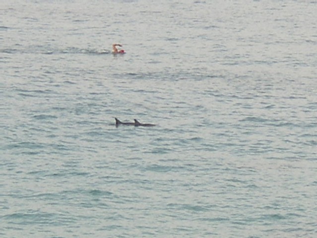 Plavanje z delfini