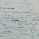 Plavanje z delfini