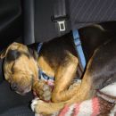 Tisa spi v avtu ;)