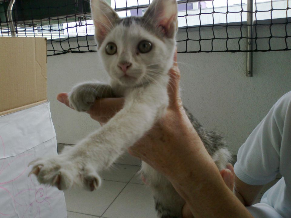 MUCA LALA - foto povečava