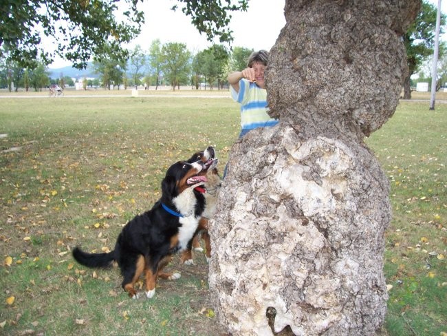 Curke - foto povečava