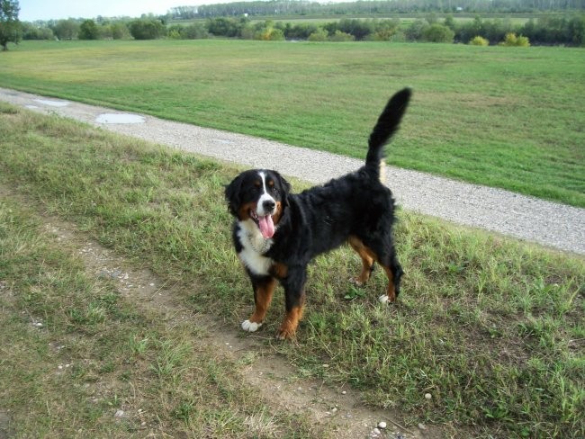 Curke - foto povečava