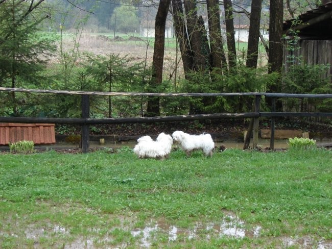 4. Maltežanijada, 13.04.2008 - foto povečava