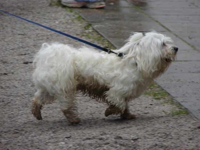 4. Maltežanijada, 13.04.2008 - foto povečava