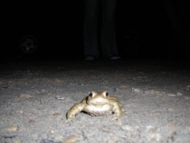 Łogrodzieniec  - foto povečava