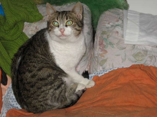 Izolanka