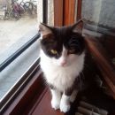 Tačka išče dom 040 838 206
