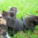 mucke, stare 1 mesec, oddam 041-591-291