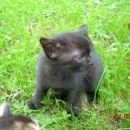 mucke, stare 1 mesec, oddam 041-591-291