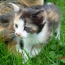 mucke, stare 1 mesec, oddam 041-591-291