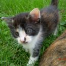 mucke, stare 1 mesec, oddam 041-591-291